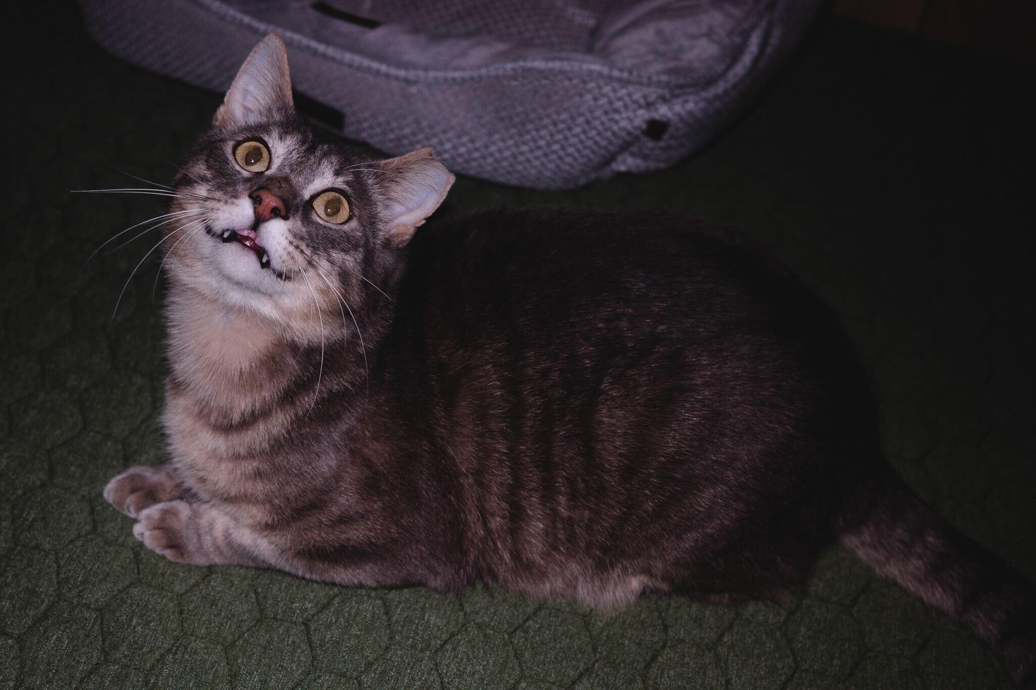 Enlarge Larry Gene, a ADOPTABLE Domestic Short Hair in Seattle, WA image 4/6