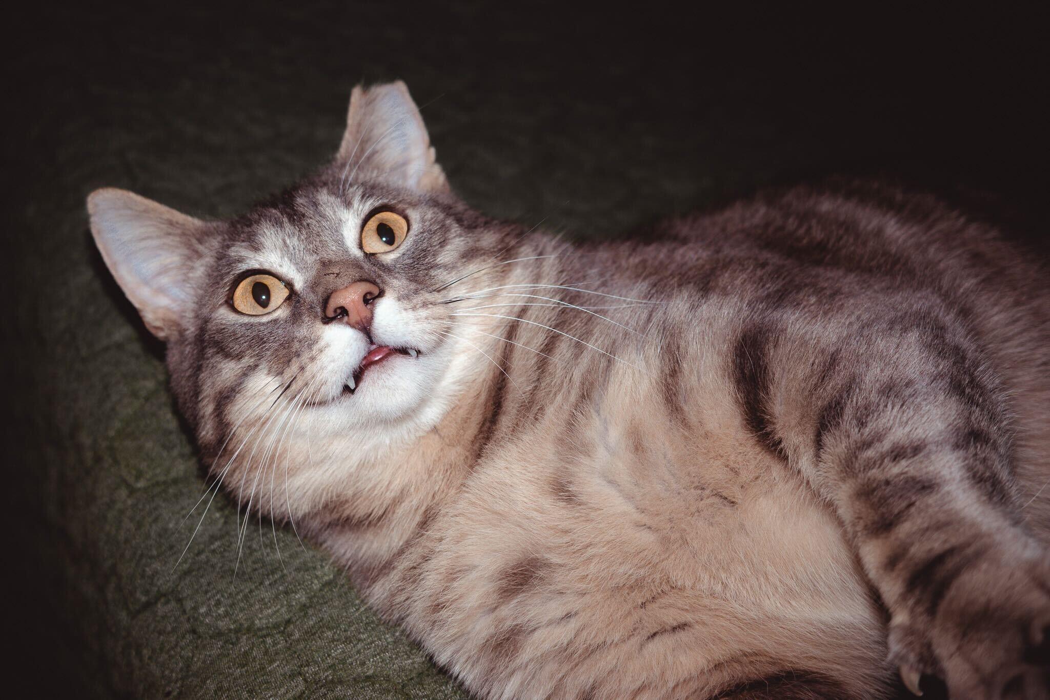 Enlarge Larry Gene, a ADOPTABLE Domestic Short Hair in Seattle, WA image 2/6