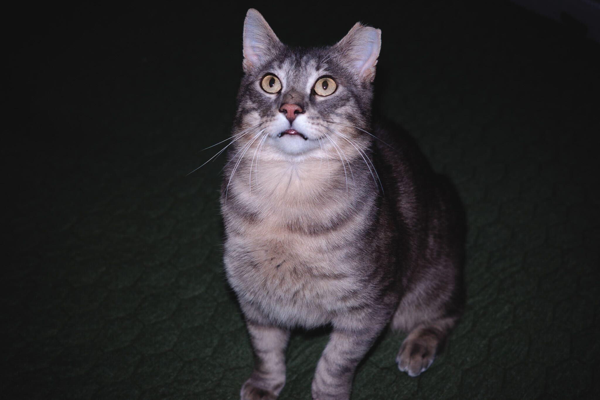 Enlarge Larry Gene, a ADOPTABLE Domestic Short Hair in Seattle, WA image 3/6