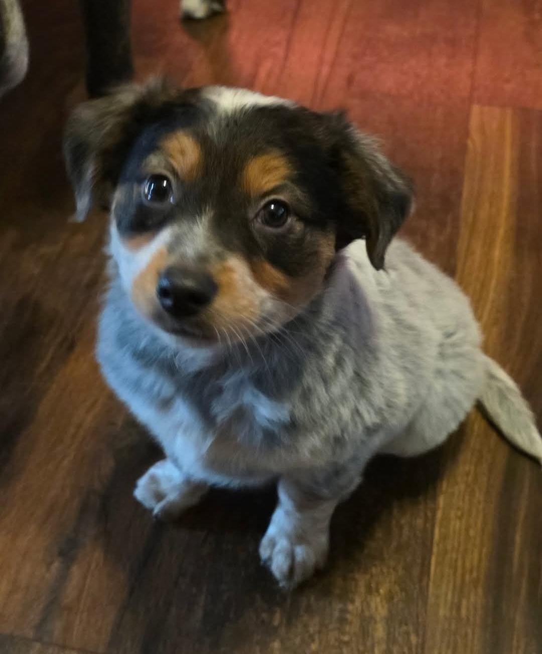 Enlarge Tot (Safi), a Adopted mixed breed in merrillville, IN image 1/5