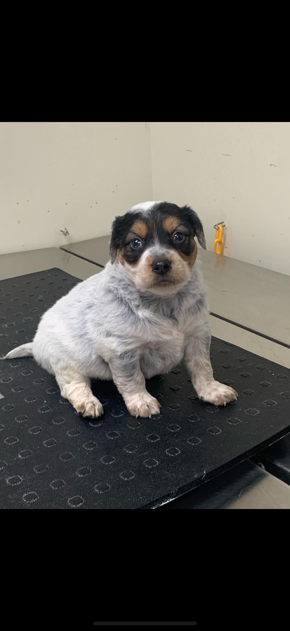 Enlarge Tot (Safi), a Adopted mixed breed in merrillville, IN image 2/5