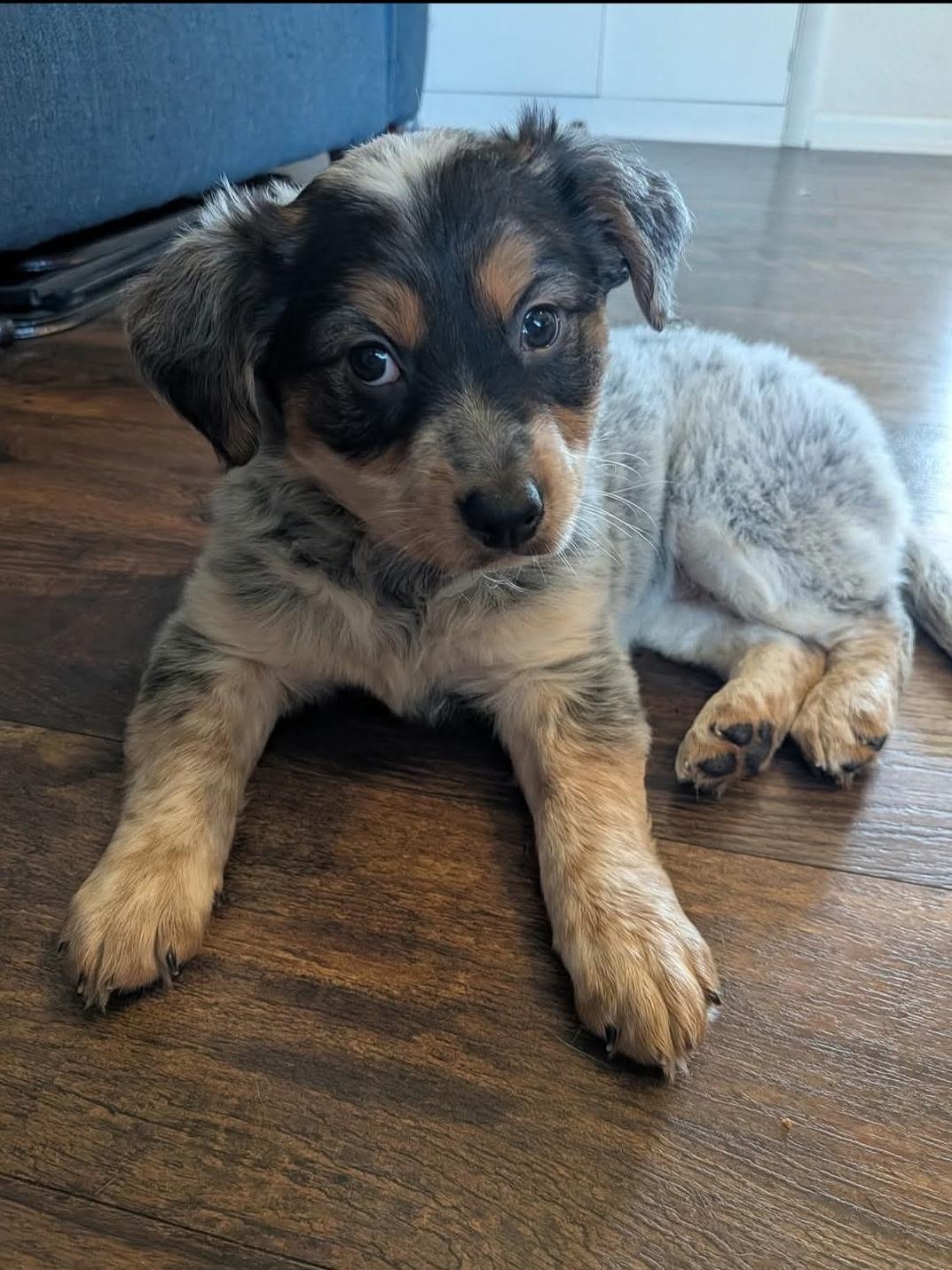 Enlarge Tot (Safi), a Adopted mixed breed in merrillville, IN image 3/5