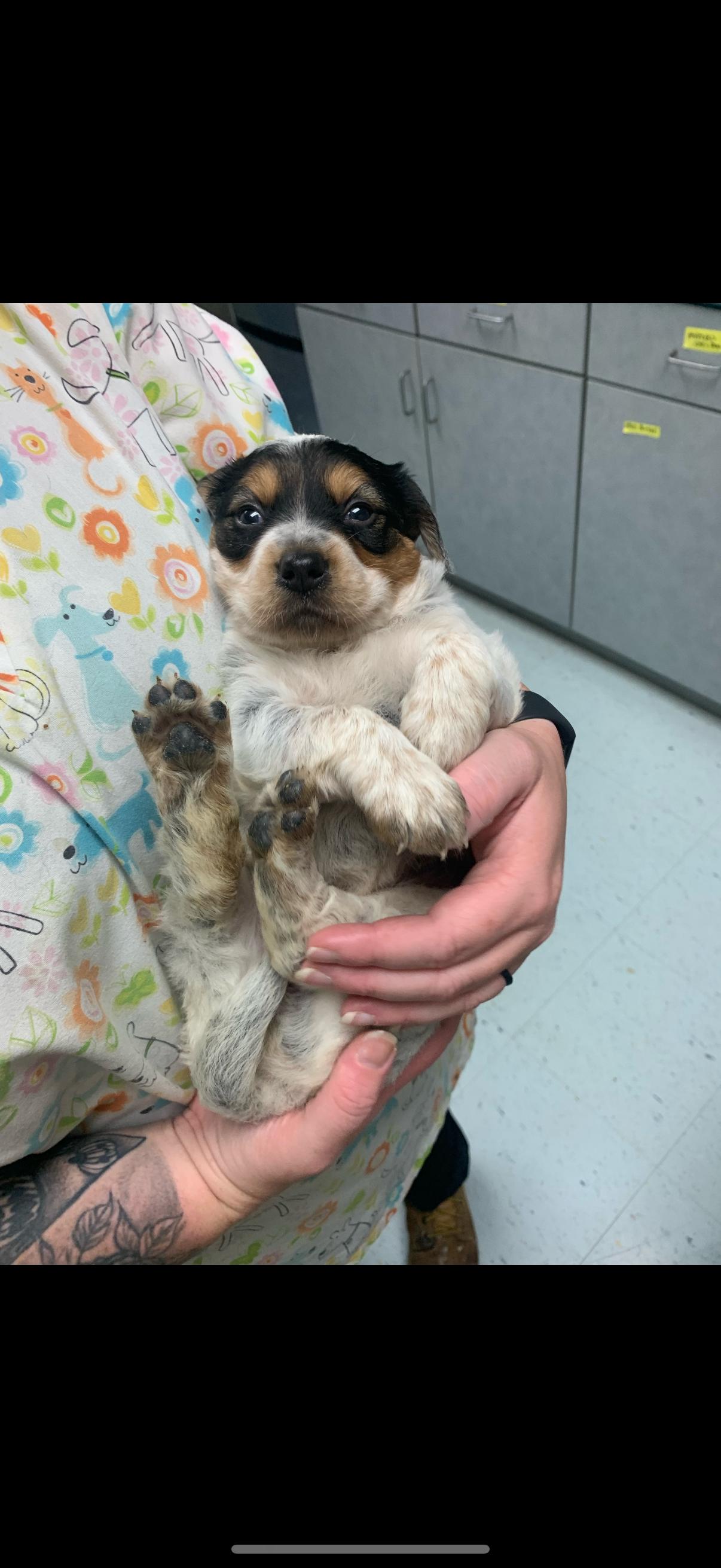 Enlarge Tot (Safi), a Adopted mixed breed in merrillville, IN image 4/5