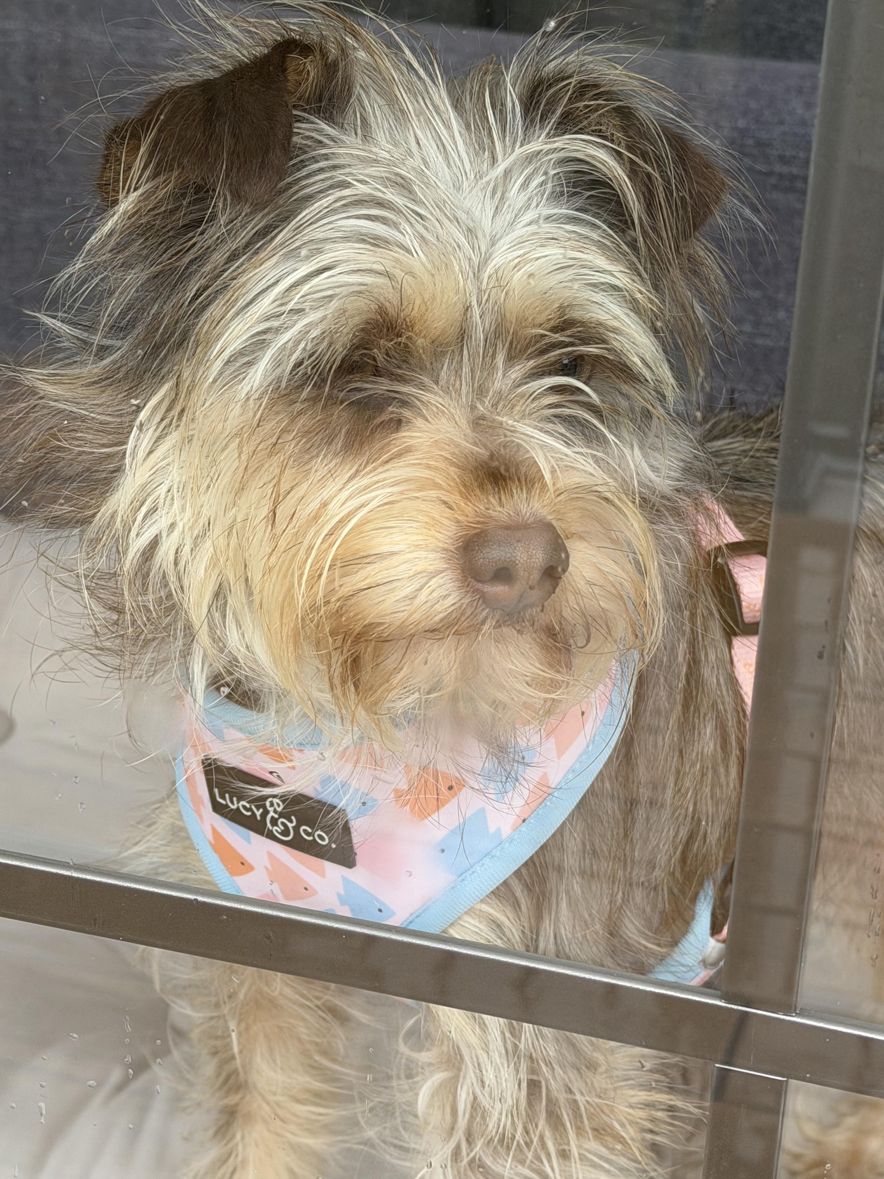 Enlarge Willow, a ADOPTABLE mixed breed in Penryn, CA image 1/3