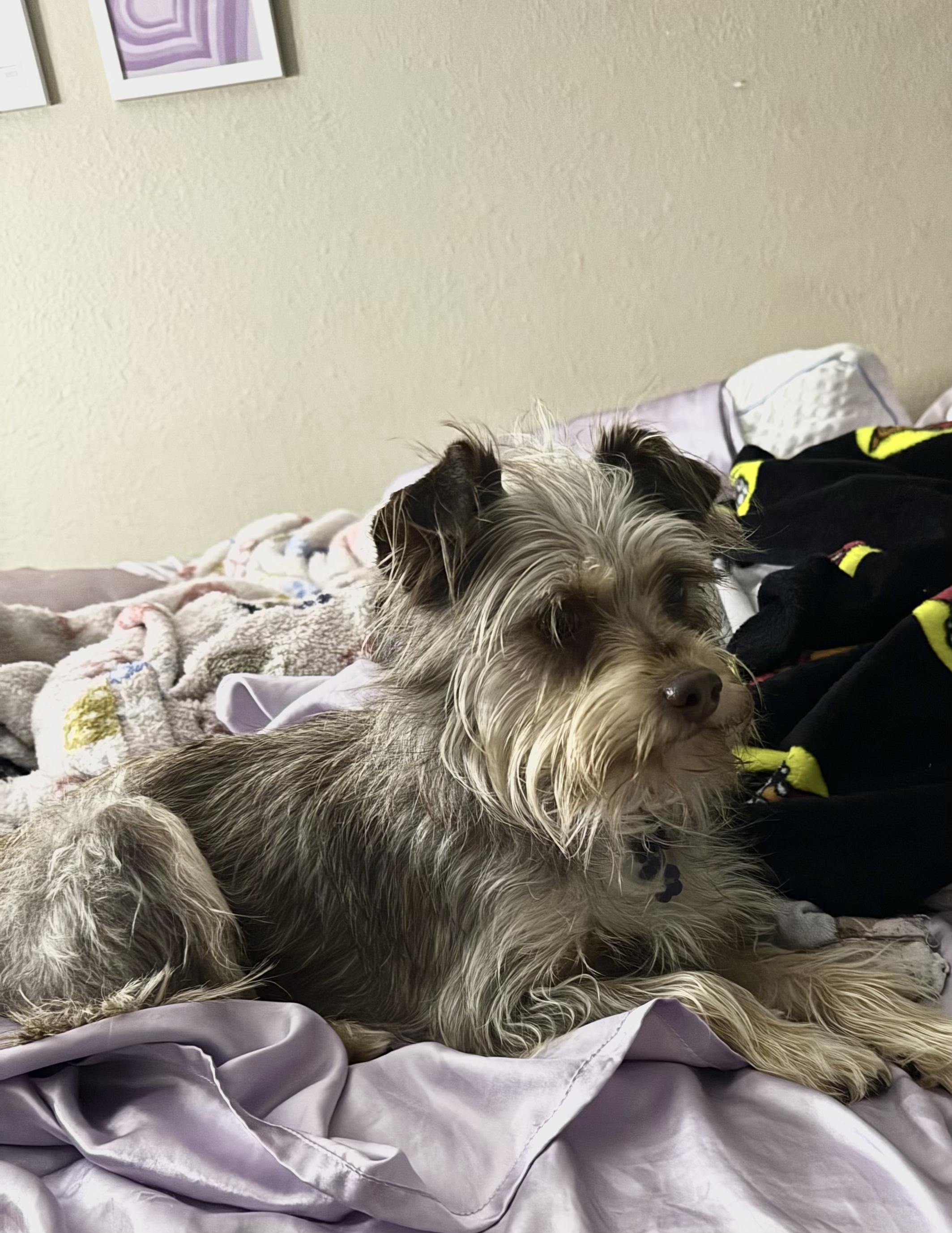 Enlarge Willow, a ADOPTABLE mixed breed in Penryn, CA image 2/3