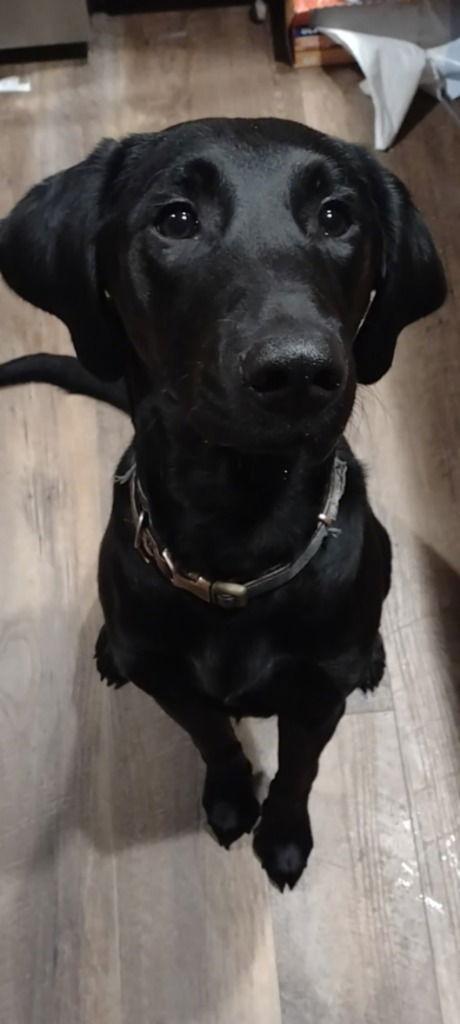 Enlarge SADIE MAE, a Adoptable Black Labrador Retriever in Battle Ground, WA image 1/6