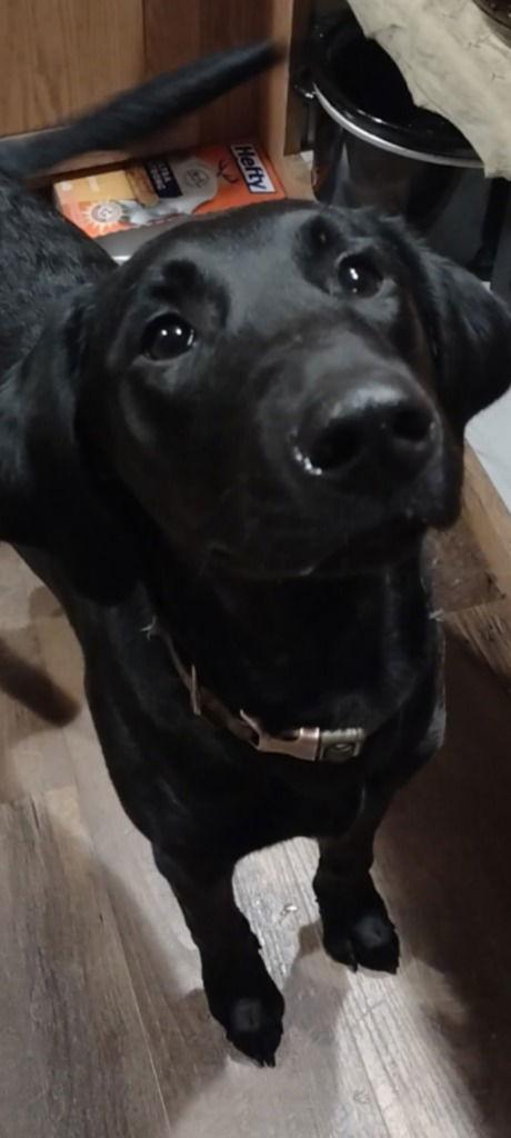 SADIE MAE, a Adoptable Black Labrador Retriever in Battle Ground, WA image 1/3