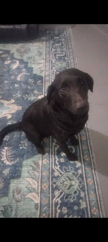 Enlarge SADIE MAE, a Adoptable Black Labrador Retriever in Battle Ground, WA image 4/6
