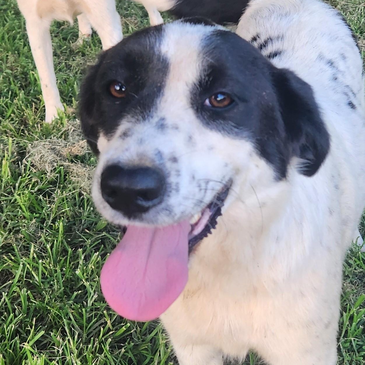 Lisa Sunset, a Adoptable mixed breed in Woburn, MA image 5/6