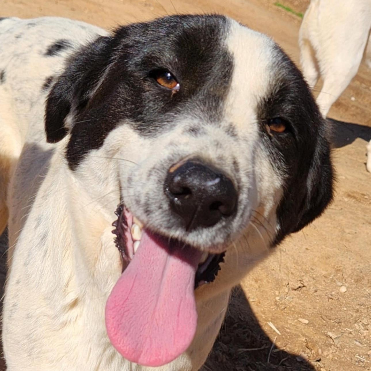 Lisa Sunset, a Adoptable mixed breed in Woburn, MA image 3/6