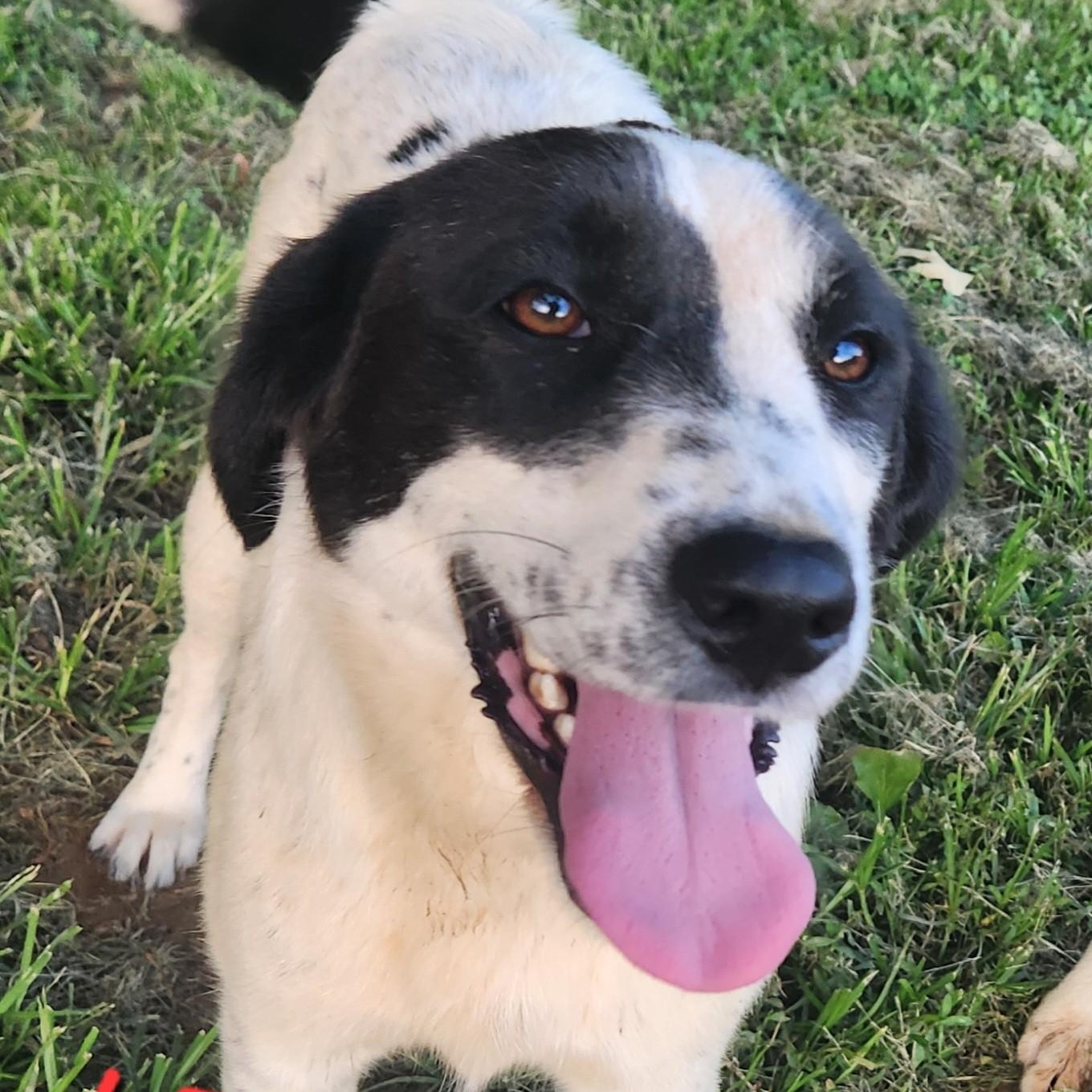 Lisa Sunset, a Adoptable mixed breed in Woburn, MA image 1/6