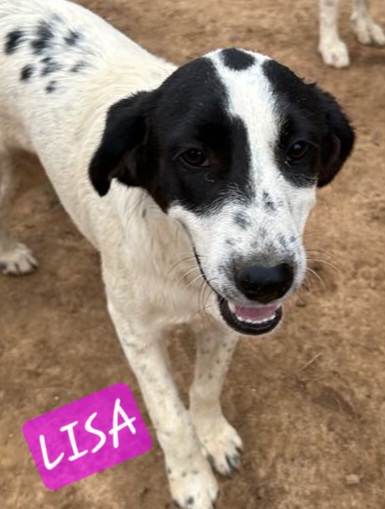Lisa Sunset, a Adoptable mixed breed in Woburn, MA image 6/6