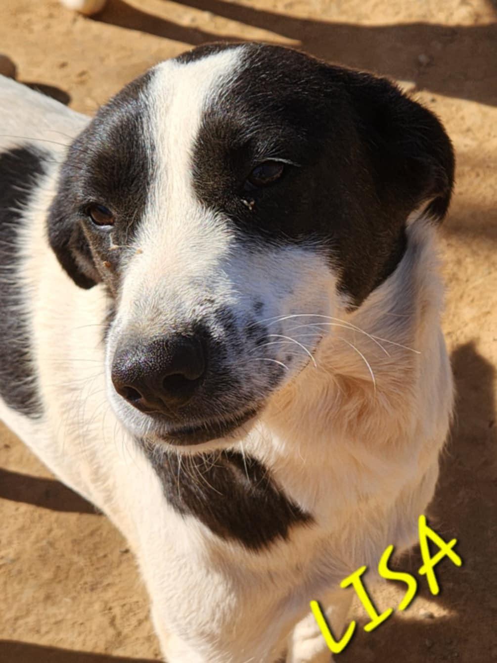 Lisa Sunset, a Adoptable mixed breed in Woburn, MA image 4/6