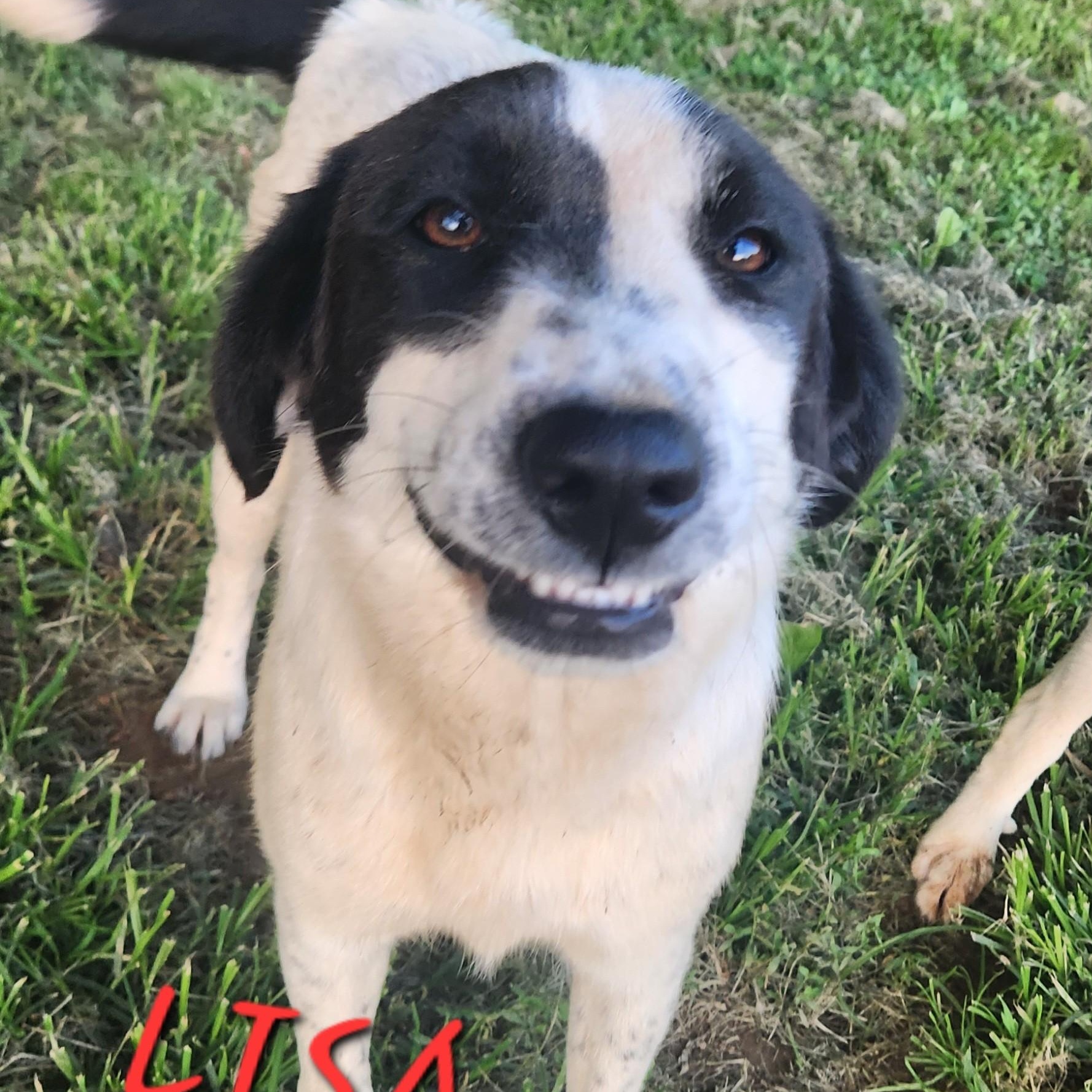 Lisa Sunset, a Adoptable mixed breed in Woburn, MA image 2/6