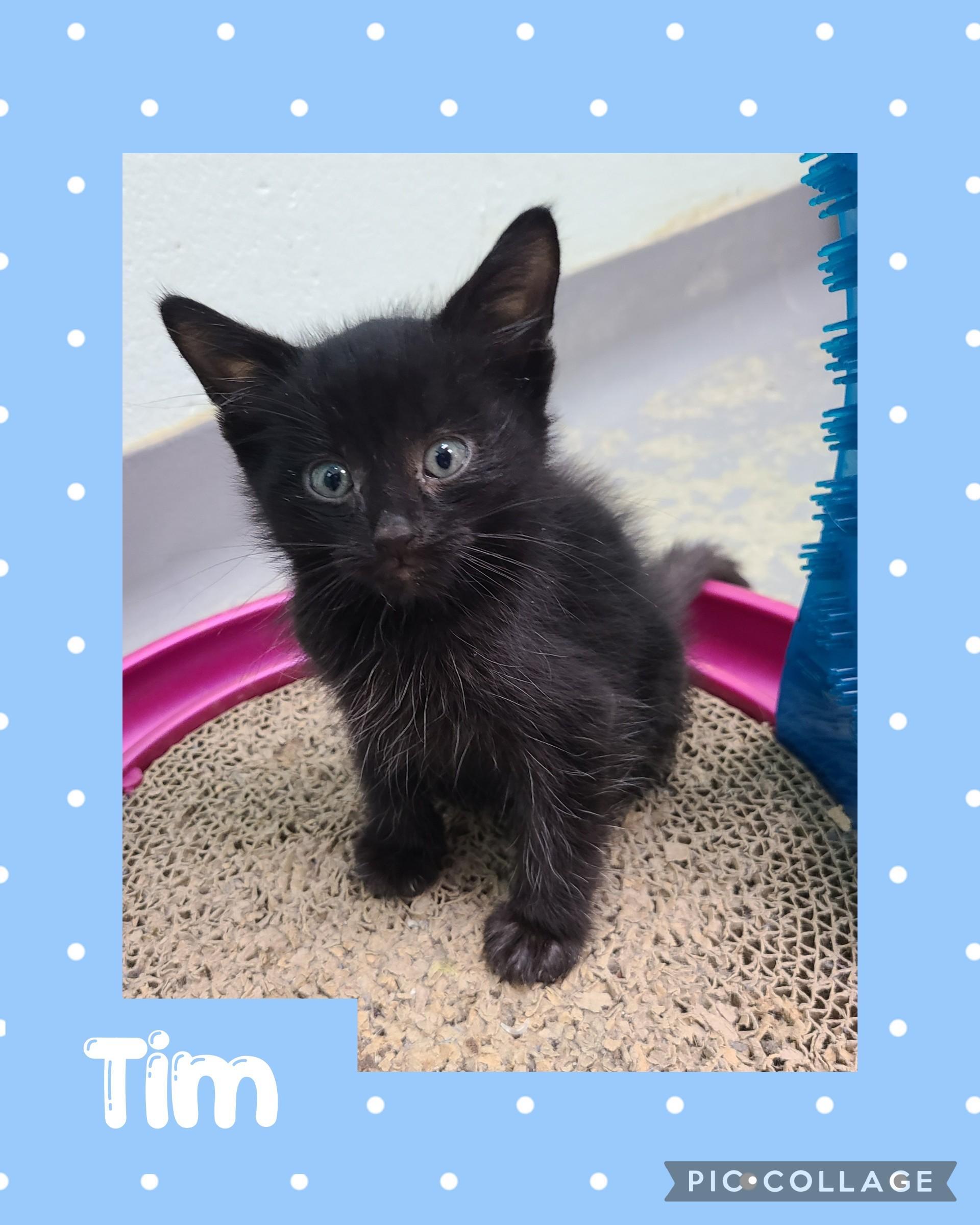 Tim, an adoptable Domestic Short Hair in Iron River, MI, 49935 | Photo Image 1