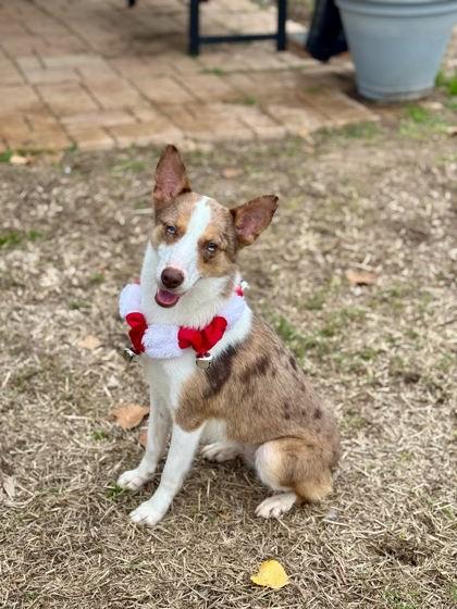 Enlarge Mochaa, a Adoptable mixed breed in Houston, TX image 1/3