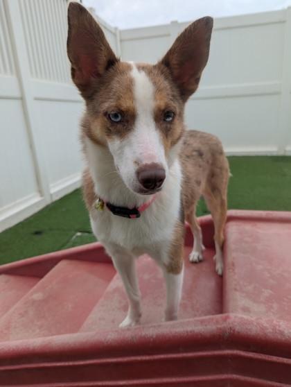 Enlarge Mochaa, a Adoptable mixed breed in Houston, TX image 2/3