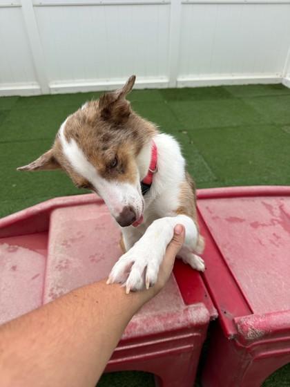 Enlarge Mochaa, a Adoptable mixed breed in Houston, TX image 3/3