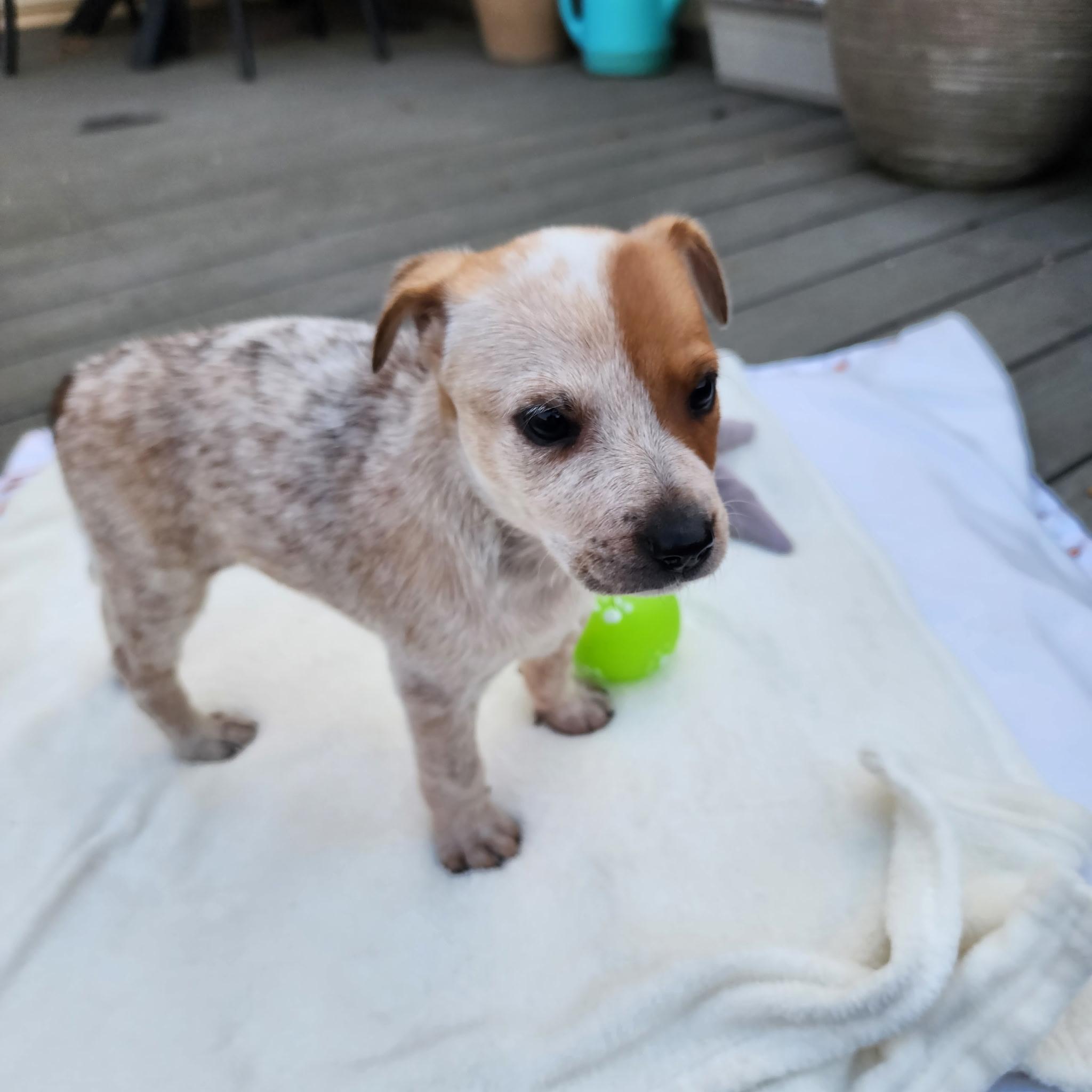 Enlarge Sienna, a Adopted Australian Cattle Dog / Blue Heeler in Berlin, NJ image 1/3