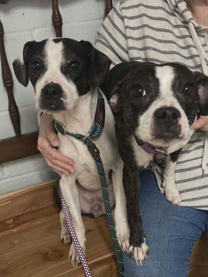 Enlarge Wednesday, a Adoptable mixed breed in Madison, NJ image 1/3