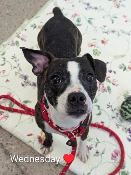 Enlarge Wednesday, a Adoptable mixed breed in Madison, NJ image 2/3