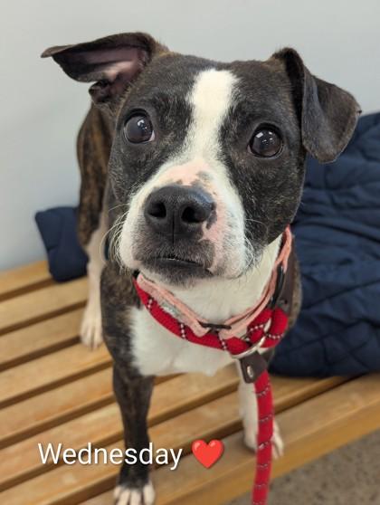 Enlarge Wednesday, a Adoptable mixed breed in Madison, NJ image 3/3