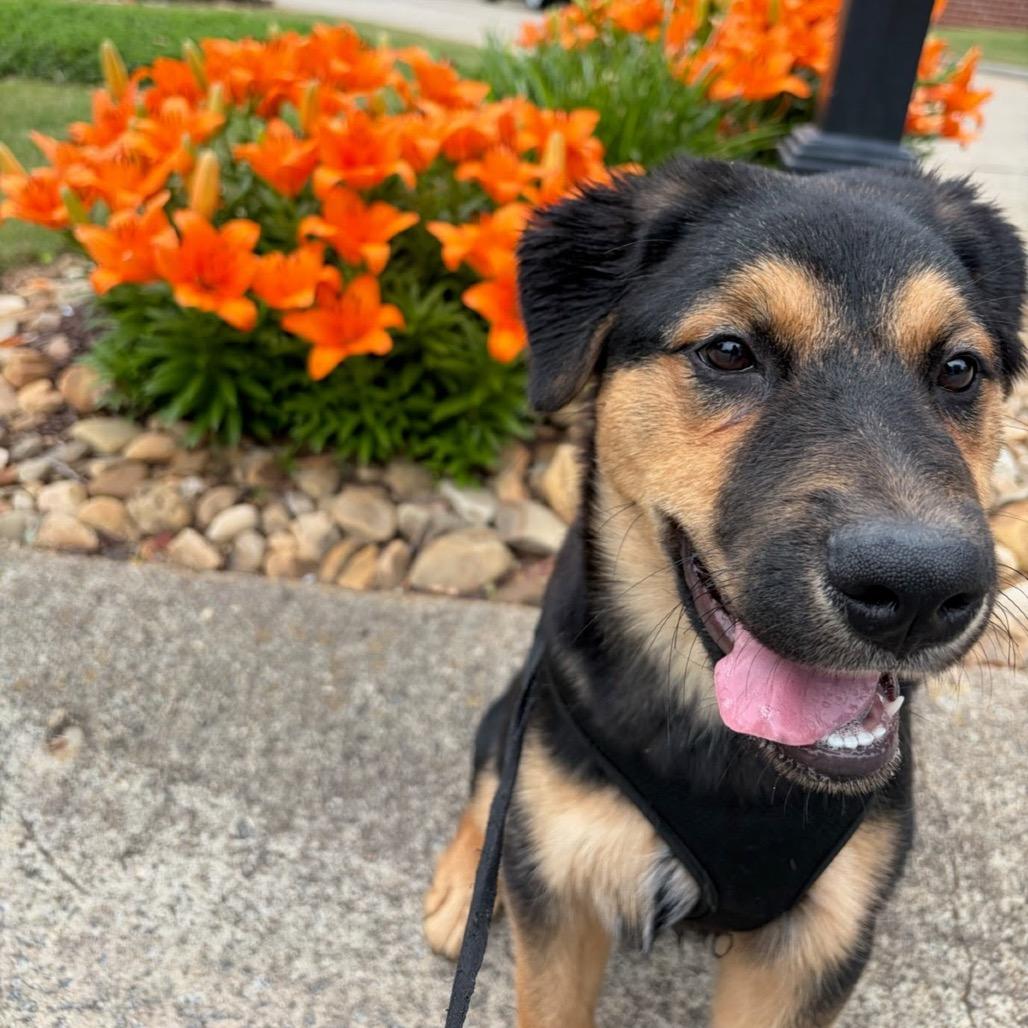 Apollo, Adoptable, Puppy Male Mixed Breed.