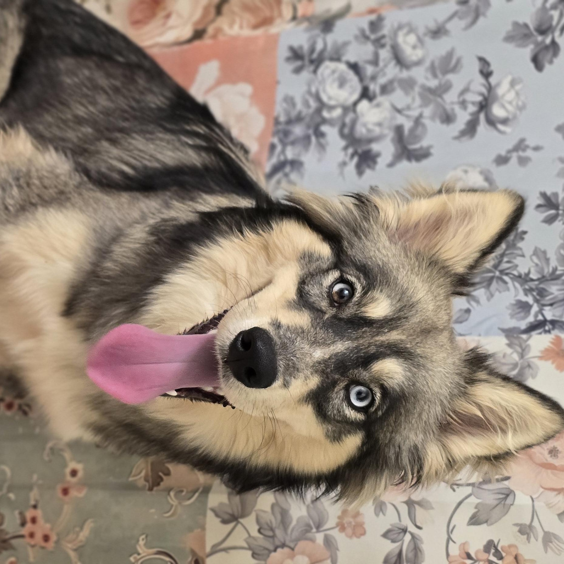 ELEANOR , ADOPTABLE, Young Female Australian Shepherd.