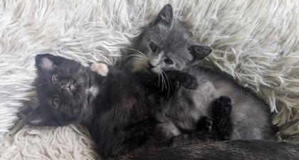Bramble, Adoptable, Kitten Female Domestic Short Hair & Domestic Short Hair.
