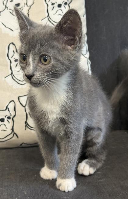 Enlarge Bramble, a Adoptable mixed breed in Lawrenceville, GA image 2/3