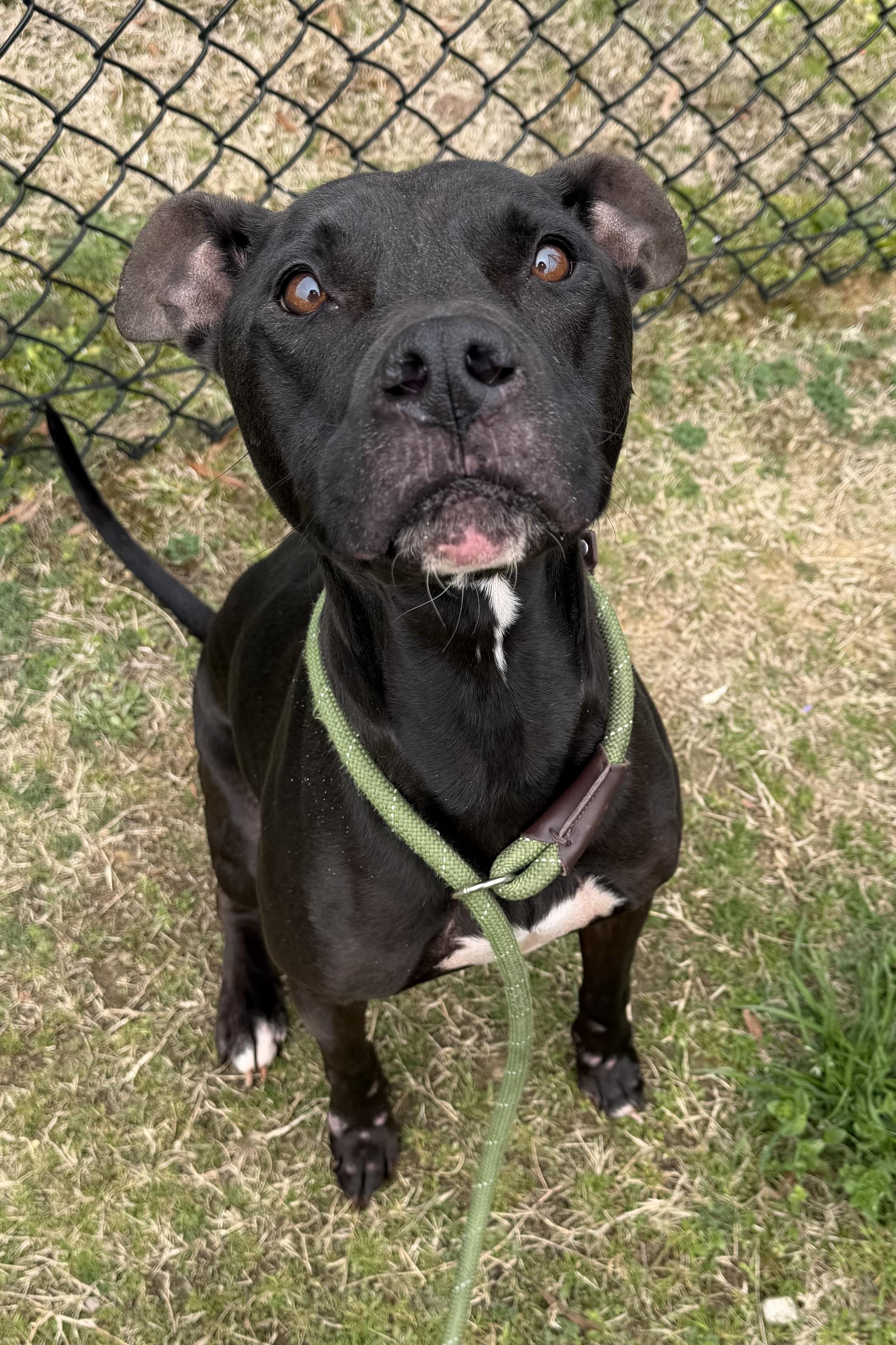 Enlarge Jet , a ADOPTABLE mixed breed in Lancaster, SC image 2/3