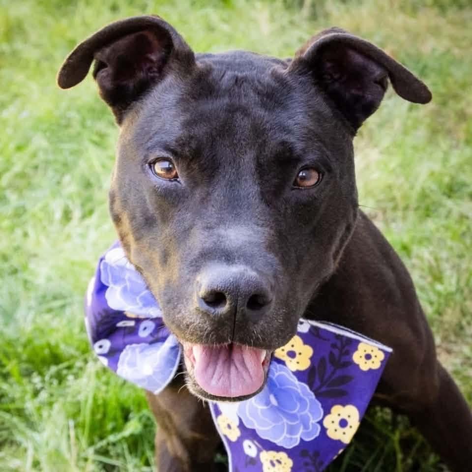 Jet , ADOPTABLE, Adult Male Retriever.