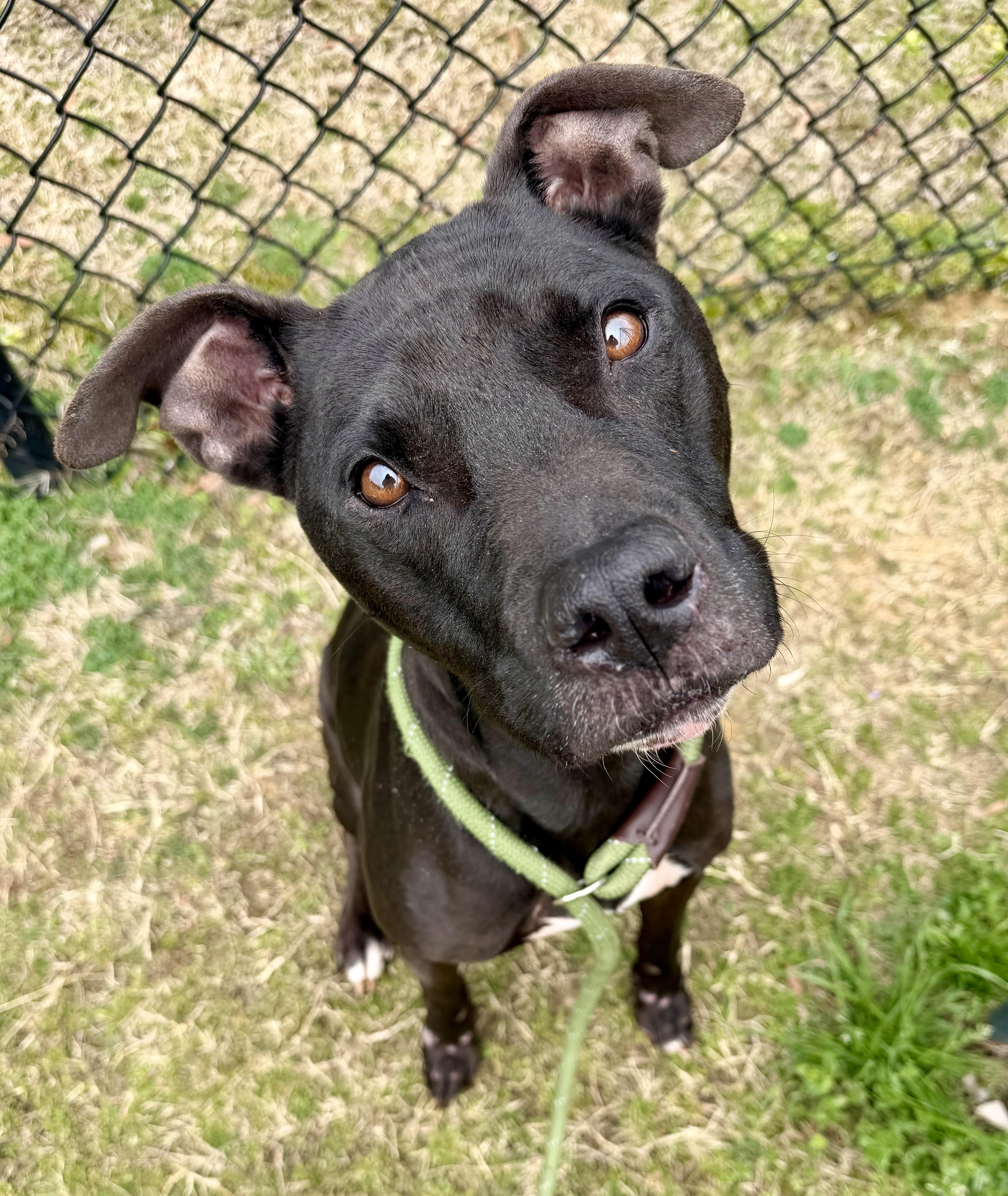 Jet , ADOPTABLE, Adult Male Retriever.