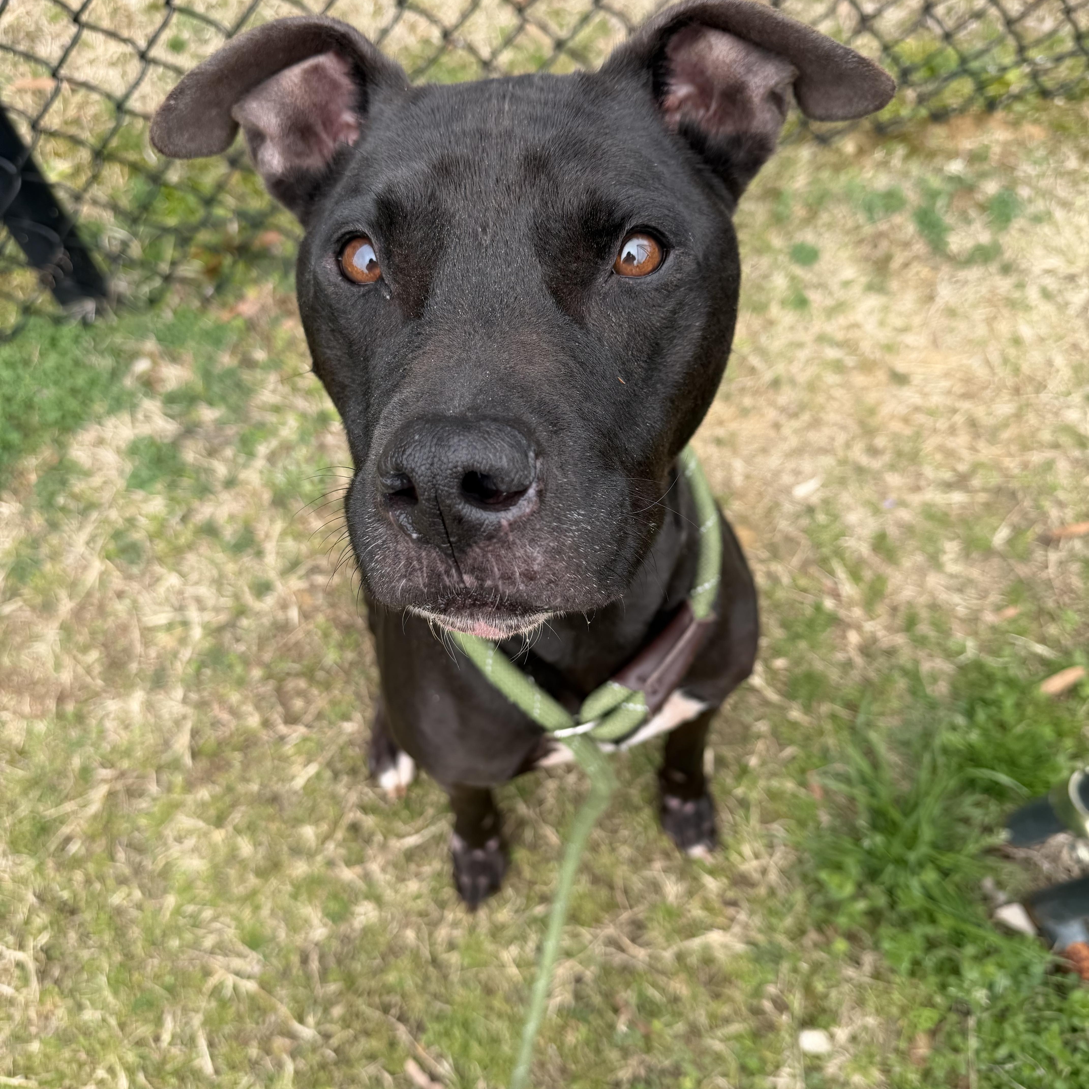 Enlarge Jet , a ADOPTABLE mixed breed in Lancaster, SC image 3/3