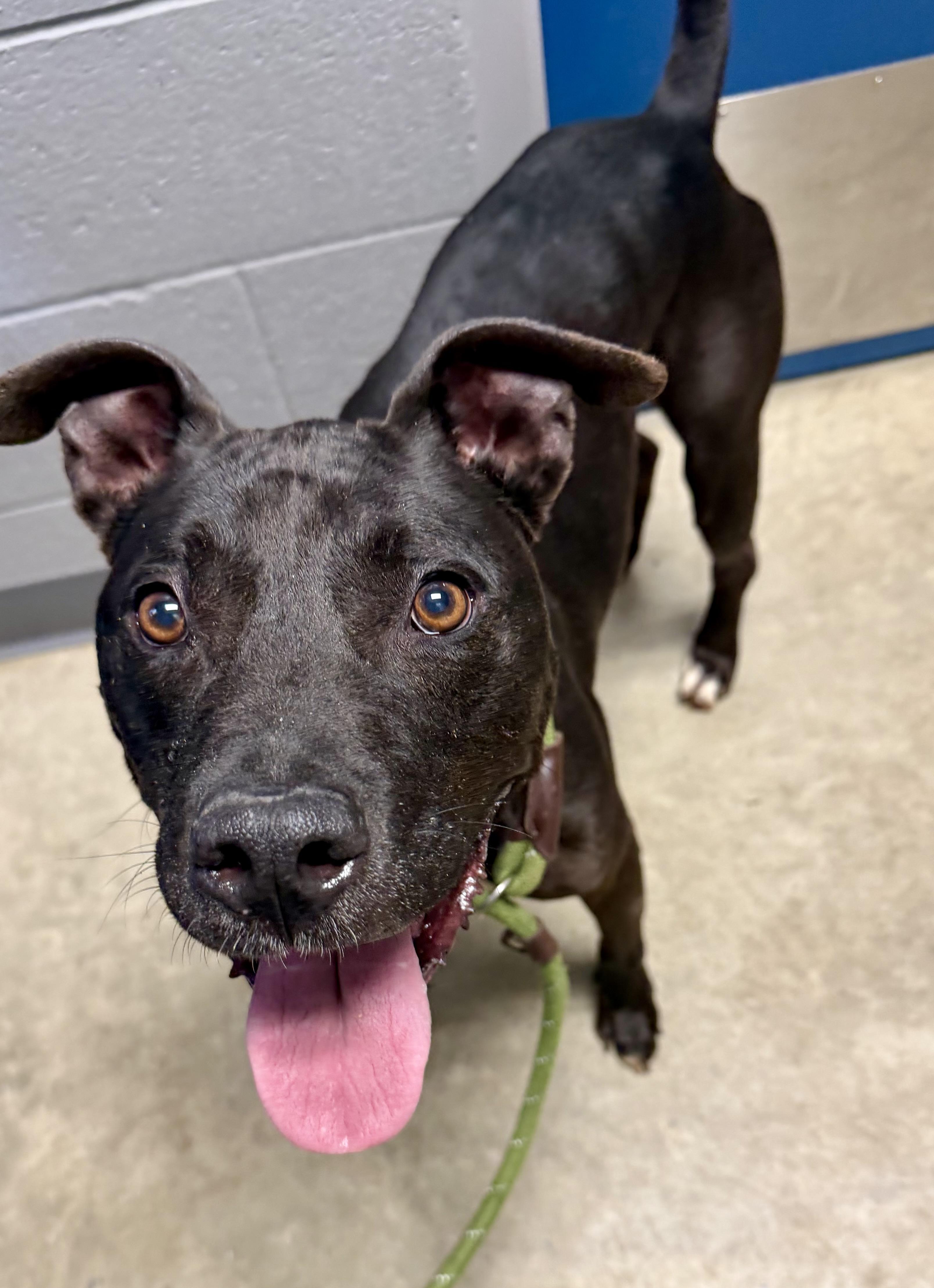 Jet , a ADOPTABLE mixed breed in Lancaster, SC image 4/6