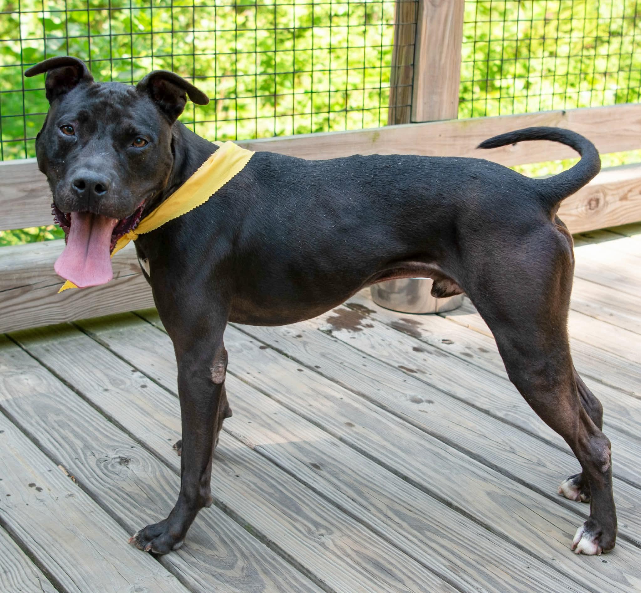 Jet , a ADOPTABLE mixed breed in Lancaster, SC image 5/6