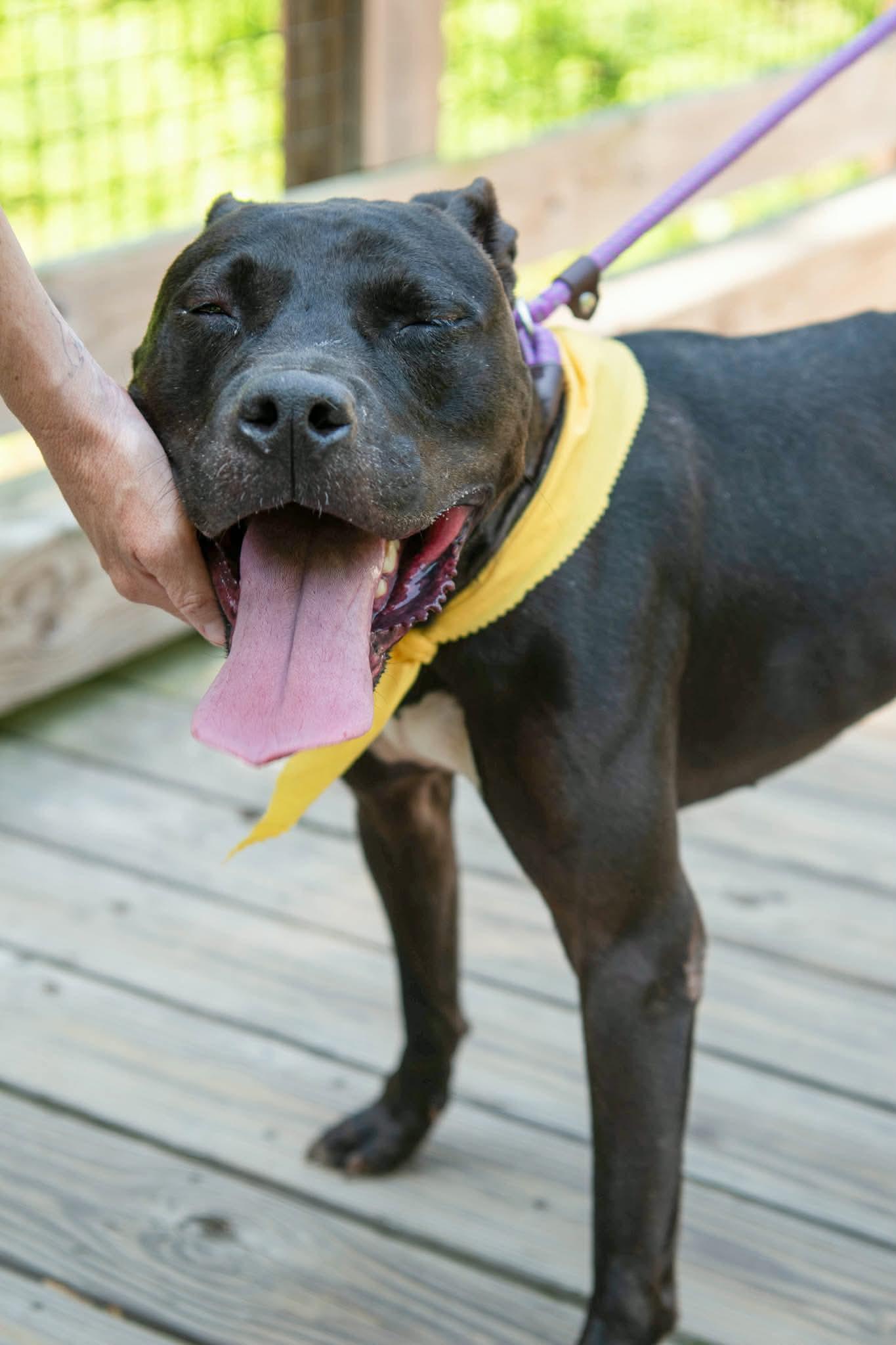 Jet , a ADOPTABLE mixed breed in Lancaster, SC image 3/6