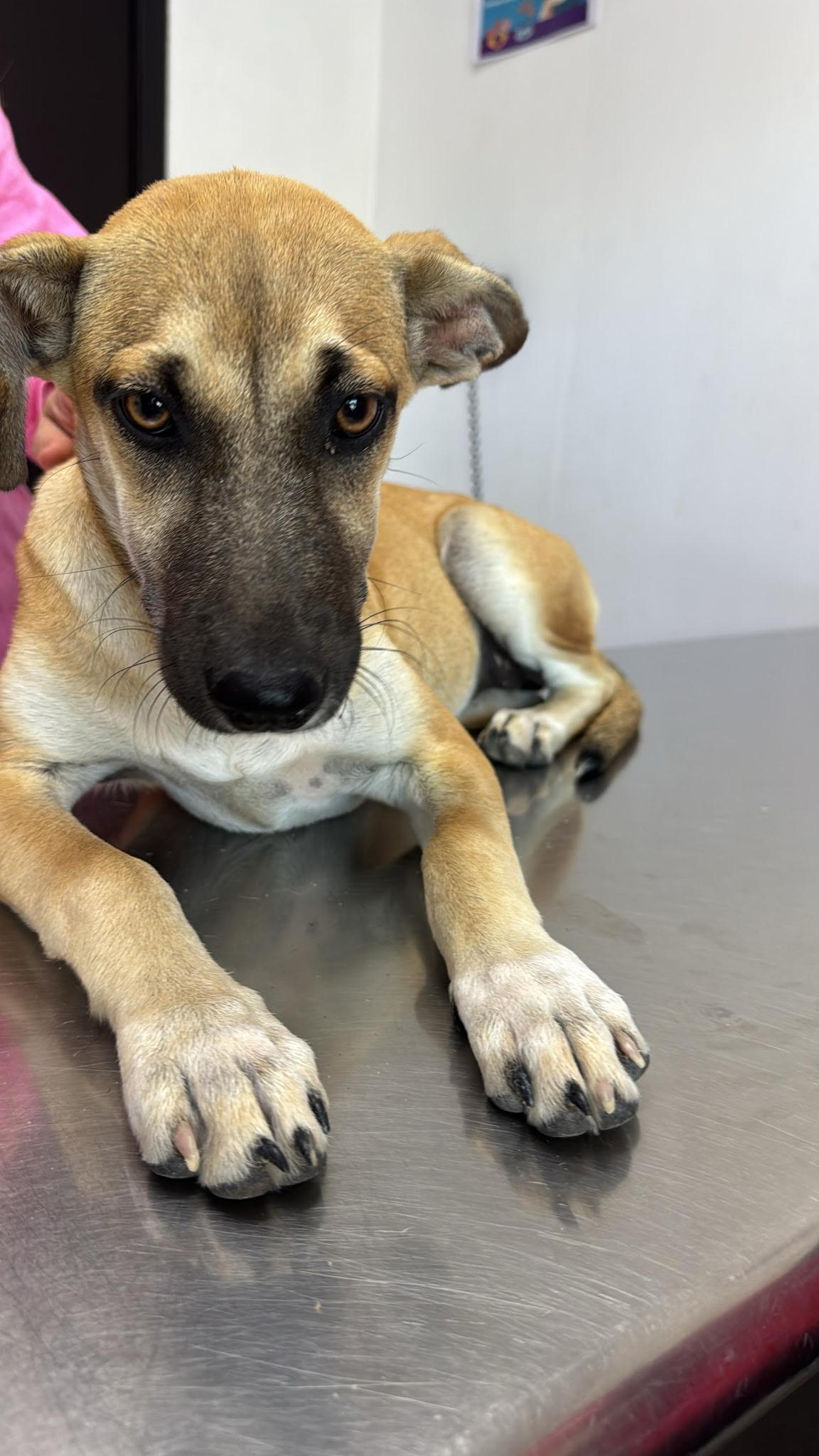 Azul, Adoptable, Young Female German Shepherd Dog.