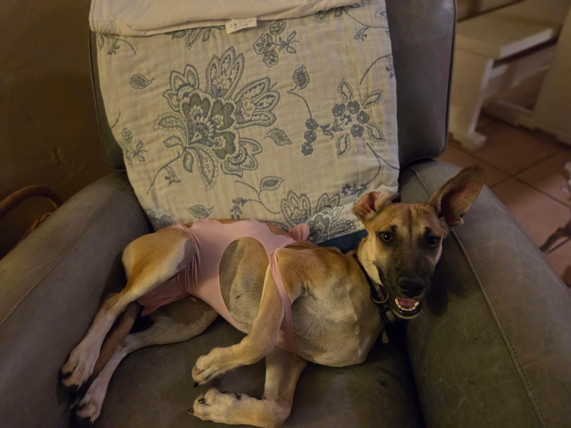 Enlarge Azul, a Adoptable mixed breed in Tucson, AZ image 5/6