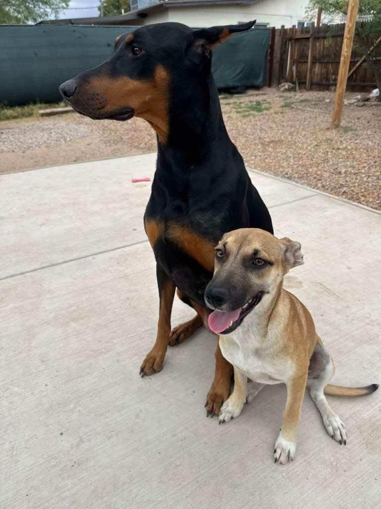 Enlarge Azul, a Adoptable mixed breed in Tucson, AZ image 4/6