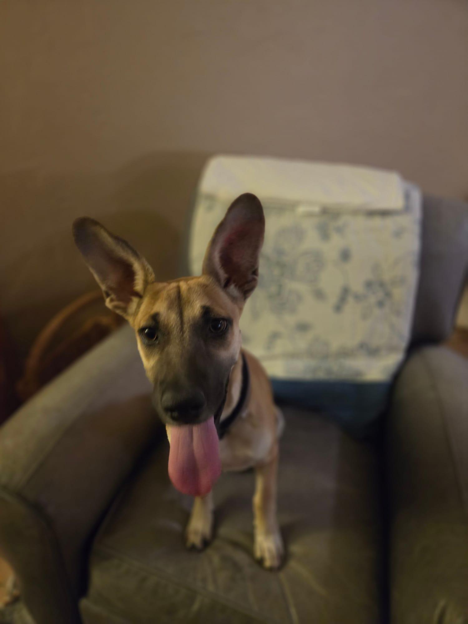 Enlarge Azul, a Adoptable mixed breed in Tucson, AZ image 2/6