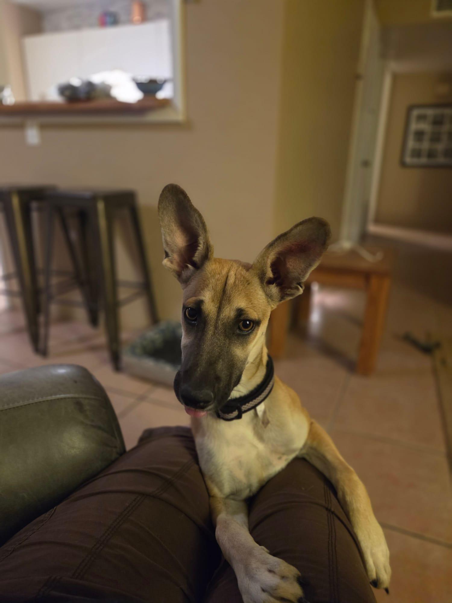 Enlarge Azul, a Adoptable mixed breed in Tucson, AZ image 6/6
