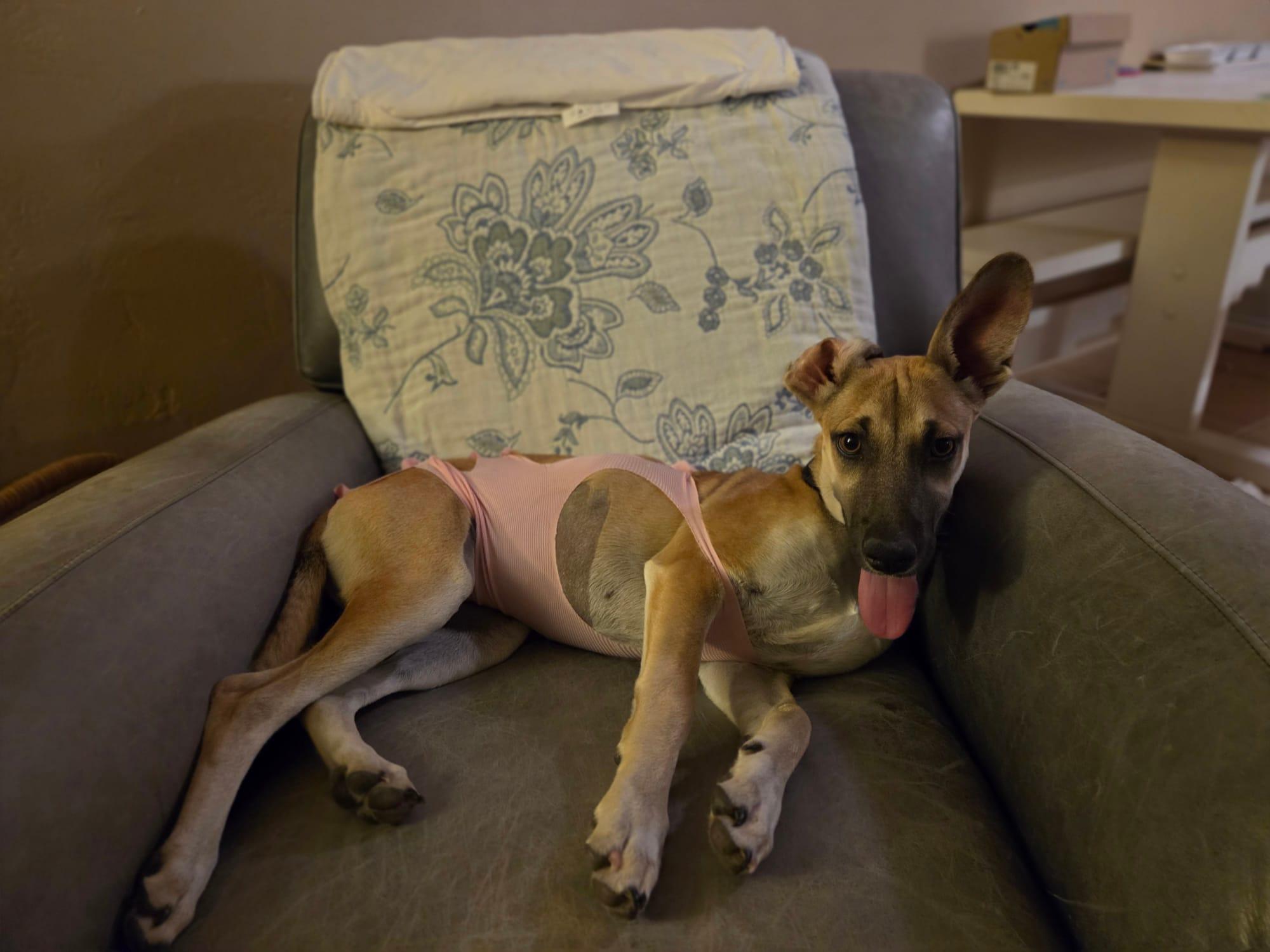 Enlarge Azul, a Adoptable mixed breed in Tucson, AZ image 3/6
