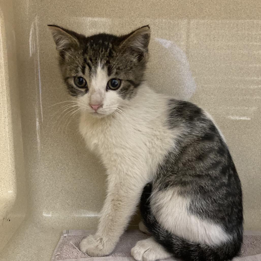 Sokka, Adoptable, Kitten Male Domestic Short Hair.