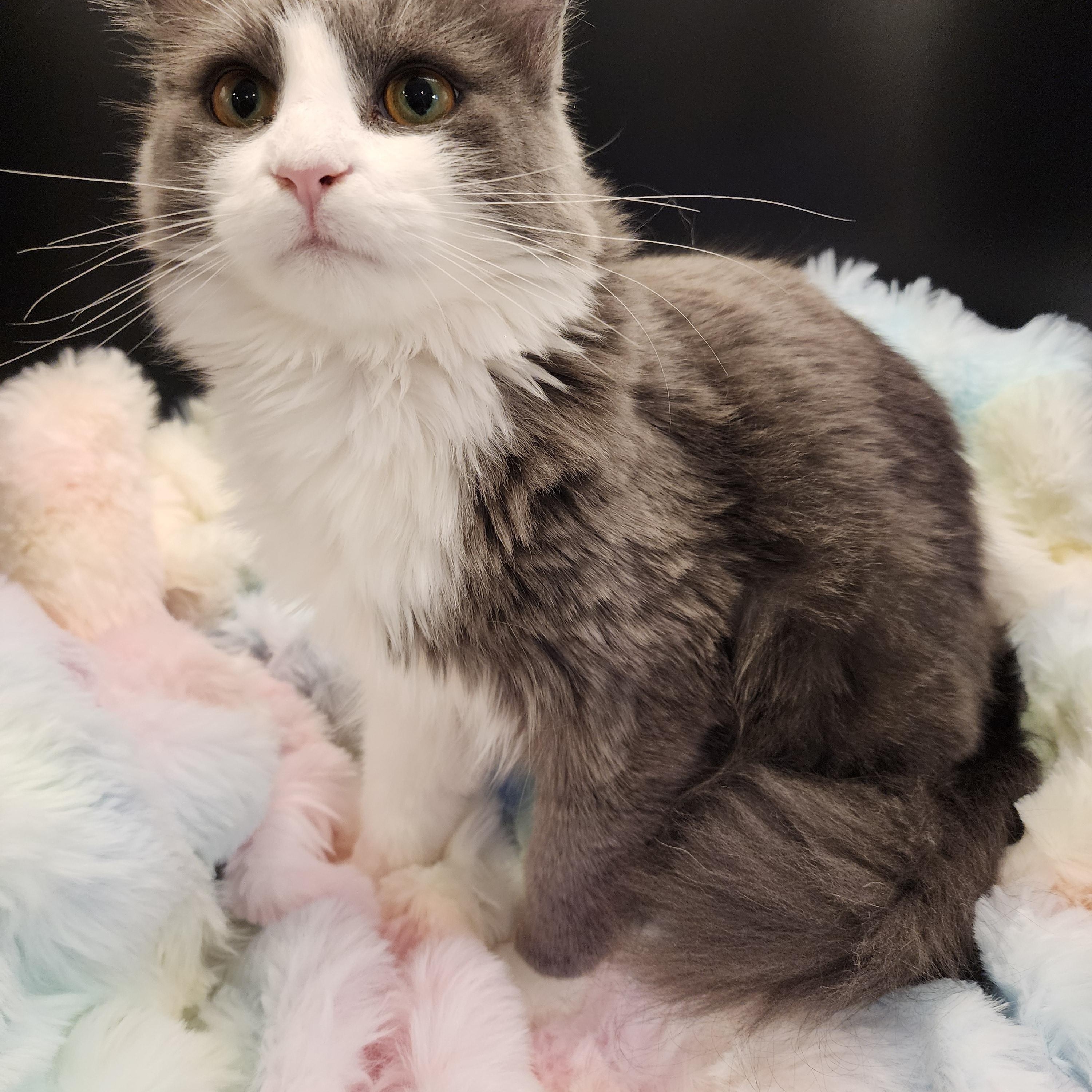 Panda (aka Chonk-a-Donk), an adoptable Calico, Domestic Medium Hair in Lacey, WA, 98503 | Photo Image 4