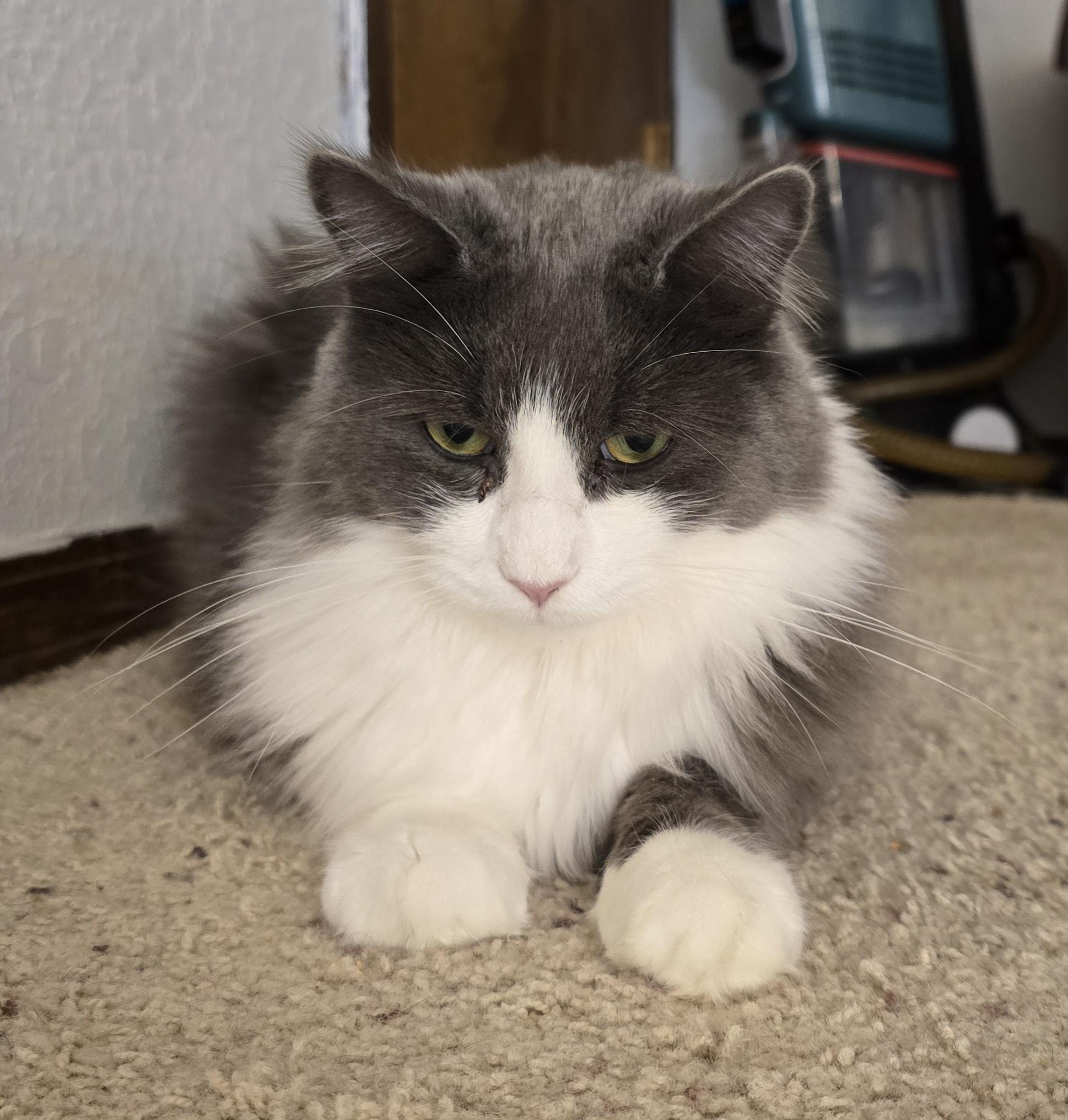 Panda (aka Chonk-a-Donk), an adoptable Calico, Domestic Medium Hair in Lacey, WA, 98503 | Photo Image 1