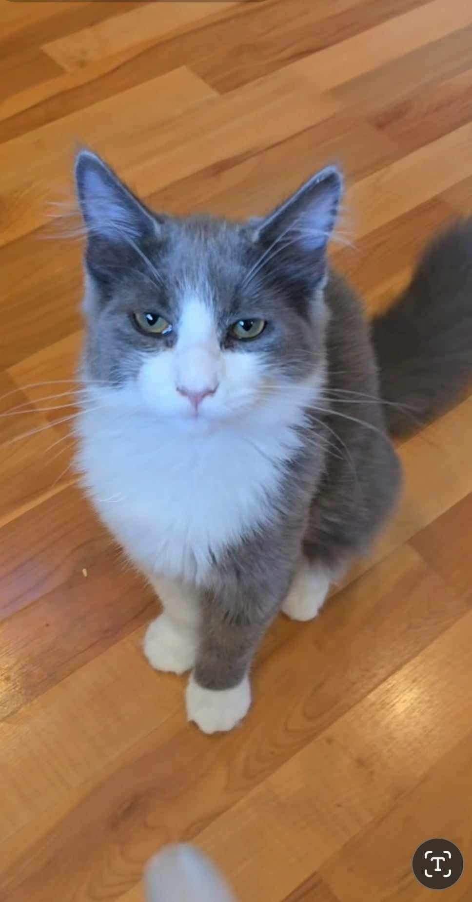 Panda (aka Chonk-a-Donk), an adoptable Calico, Domestic Medium Hair in Lacey, WA, 98503 | Photo Image 5