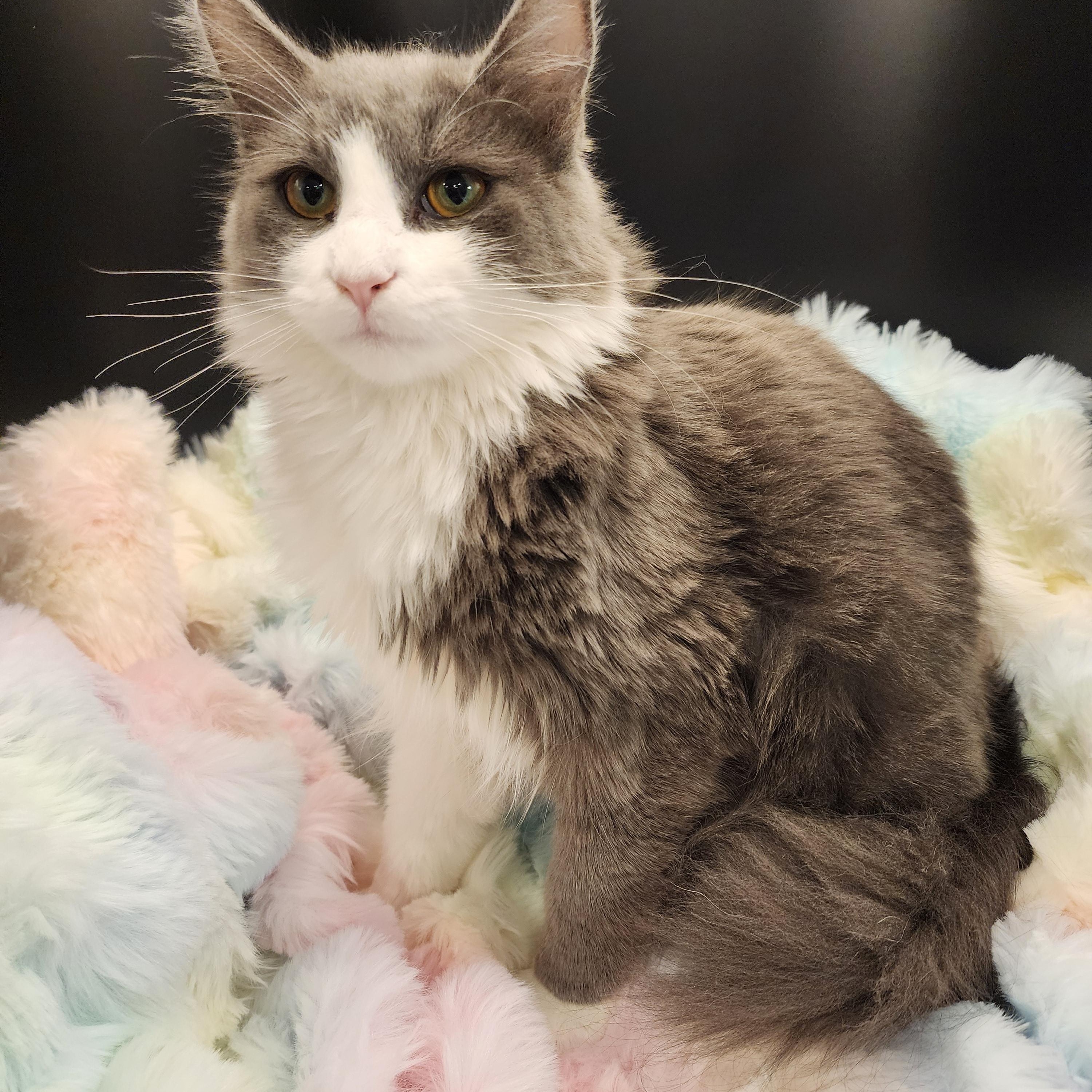 Panda (aka Chonk-a-Donk), an adoptable Calico, Domestic Medium Hair in Lacey, WA, 98503 | Photo Image 3