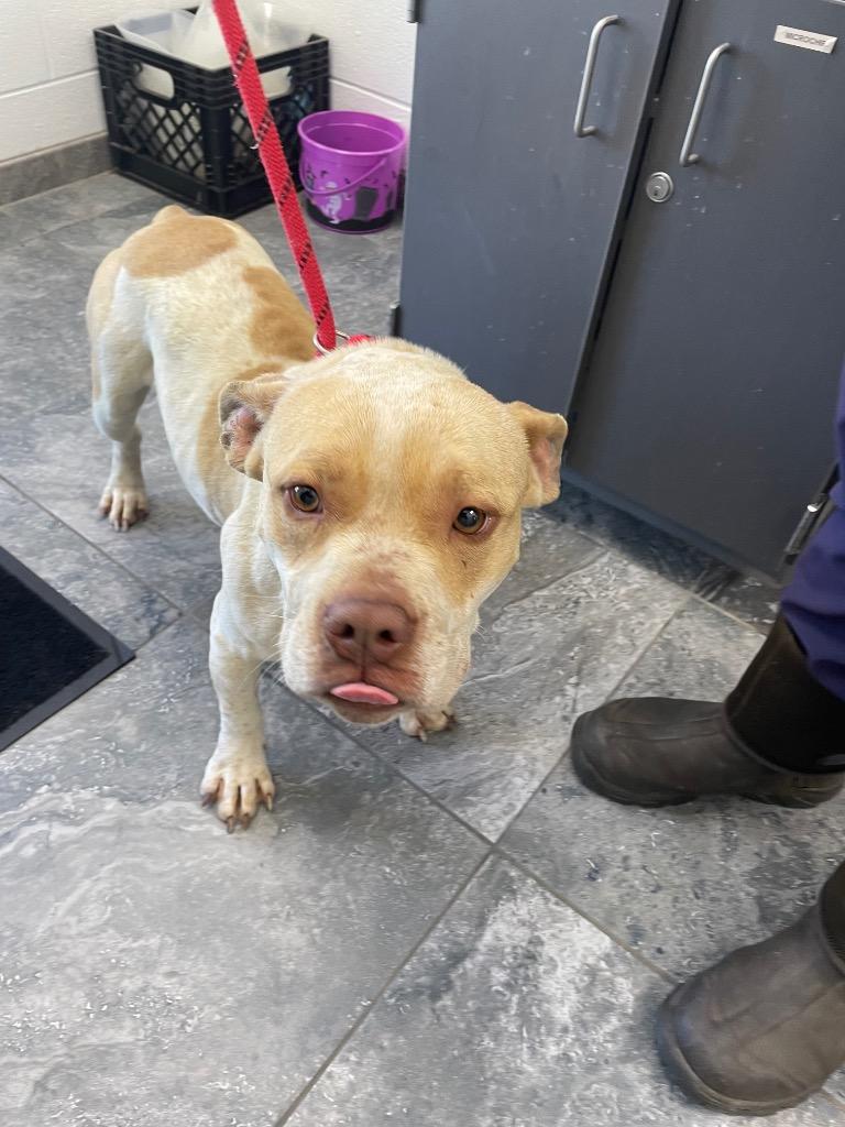 Enlarge Tinkerbell, a Adoptable mixed breed in Oxford, NC image 1/2