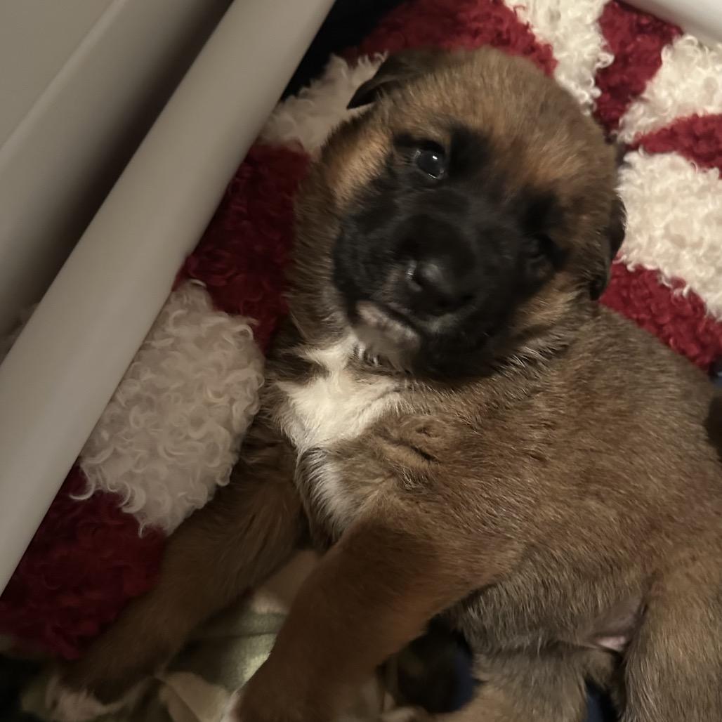 Willow, Adoptable, Puppy Female Shepherd.